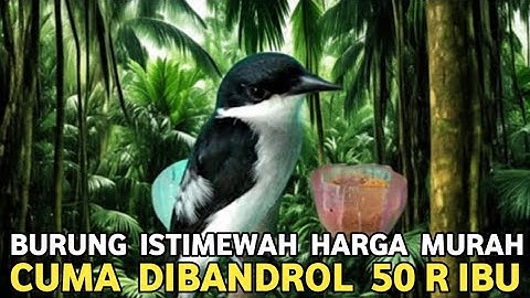 DI LUAR AKAL ! |  HARGA 50