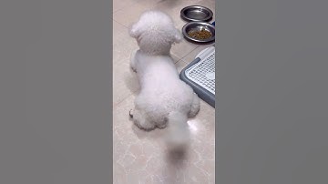 Cưng xỉu với cục bông này — Too cute to handle this fluffy ball #shorts #bichon #bichonfrise