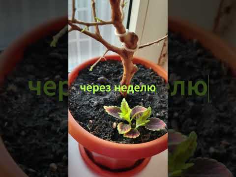 Спустя месяц после