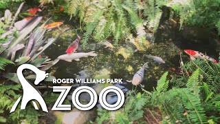 Koi Pond at the Roger Williams Park Botanical Center (Providence, Rhode Island)