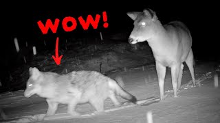 The 40 Craziest Trail Camera Videos of December 2025 (In Order) The 40 Craziest Trail Camera Videos of December 2025 (In Order)