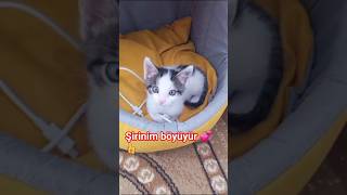 Nə tez böyüdün balacam 🫠🐾🫠#kitten #aztube #babycat #cute