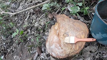 Cách diệt những gốc cây hoang dại trong vườn