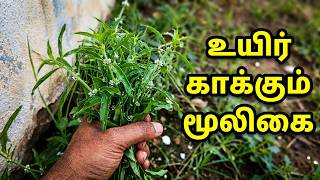 உடலின் உயிர் சக்தியை மீட்டுத்தரும் இந்த செடி ஒருமுறை பயன்படுத்தி பாருங்க | Health tips tamil