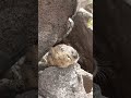 登山中、いきなり出会ったらビックリするわ。