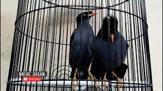 sepasang jalak kebo duet ngoceh pancingan jalak kebo agar nyaut