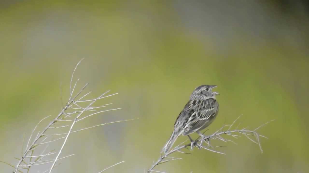 Grasshopper Sparrow 
