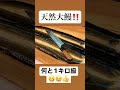 琵琶湖の天然大鰻入荷‼️食べたい方はお早めにご連絡下さい。😋😉👍＃天然鰻