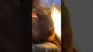 Cat’s Wet Hair Emits Steam While Getting Cozy by Heater