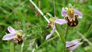 Bienen-Ragwurz (Ophrys apifera) - eine Orchidee profitiert vom Klimawandel