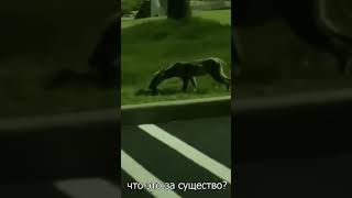 Неизвестное Существо Засняли На Камеру