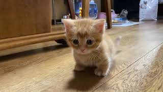 千葉 Pretty Cats 9/16撮影 230810-2