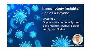 Chapter 2 - Organs of the Immune System: Bone Marrow, Thymus, Spleen, and Lymph Nodes