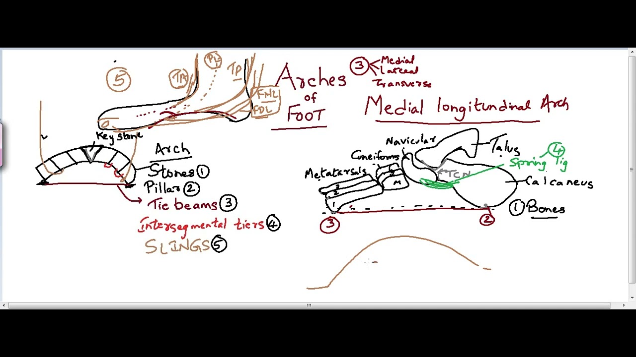 Medial longitudinal arch Arches of foot Flat foot High arch foot
