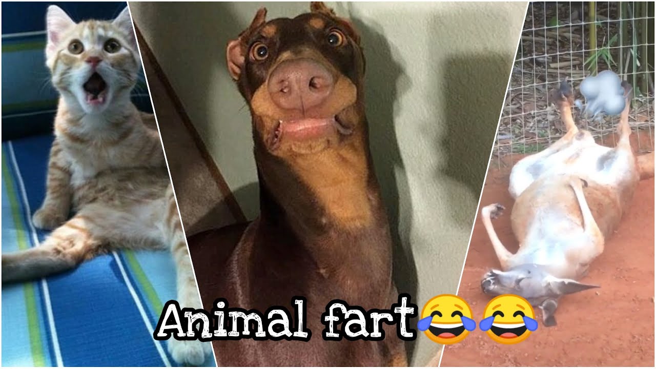 Extremely Funny Animal Farts💩💩try Not To Laugh Challengeanimal Fart