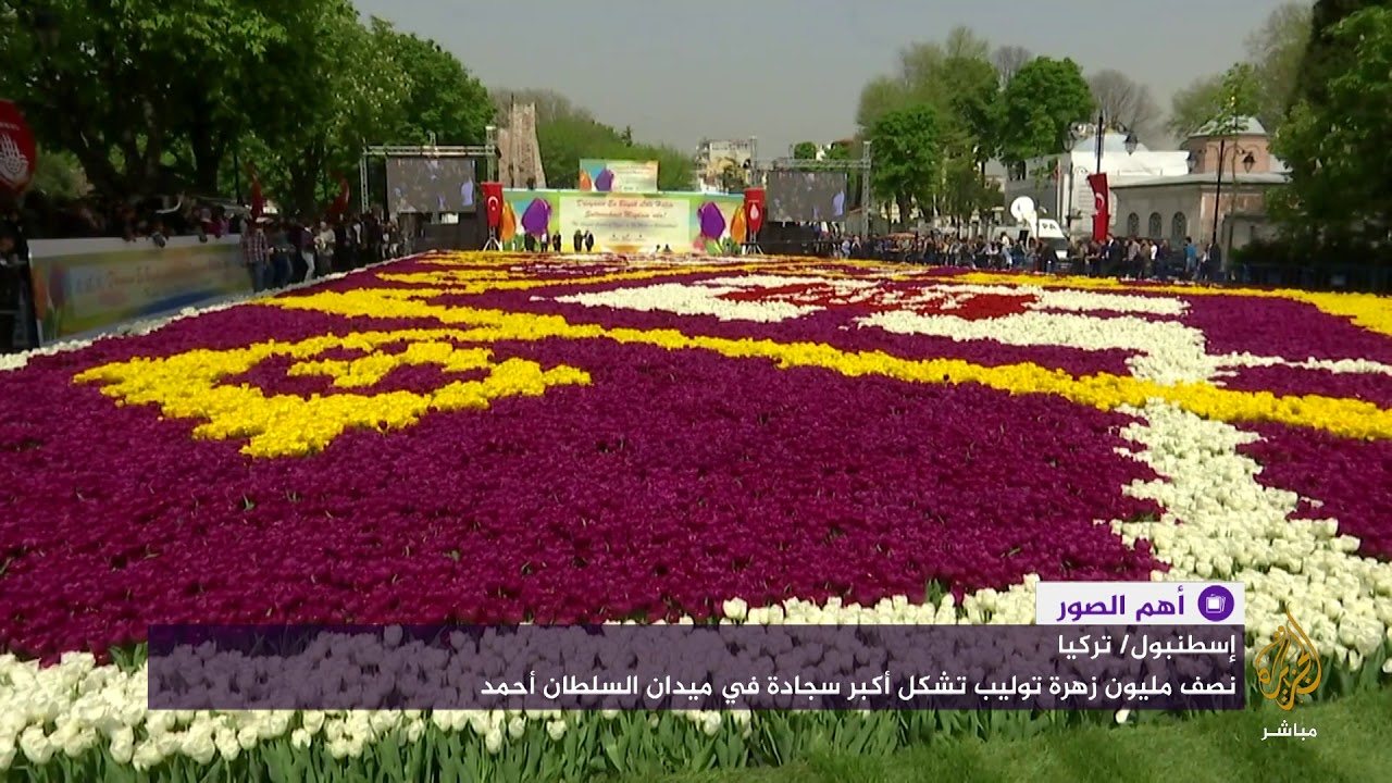 نصف مليون زهرة توليب تشكل أكبر سجادة في ميدان السلطان أحمد باسطنبول