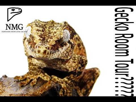lizard skin grips Gecko Room Tour????