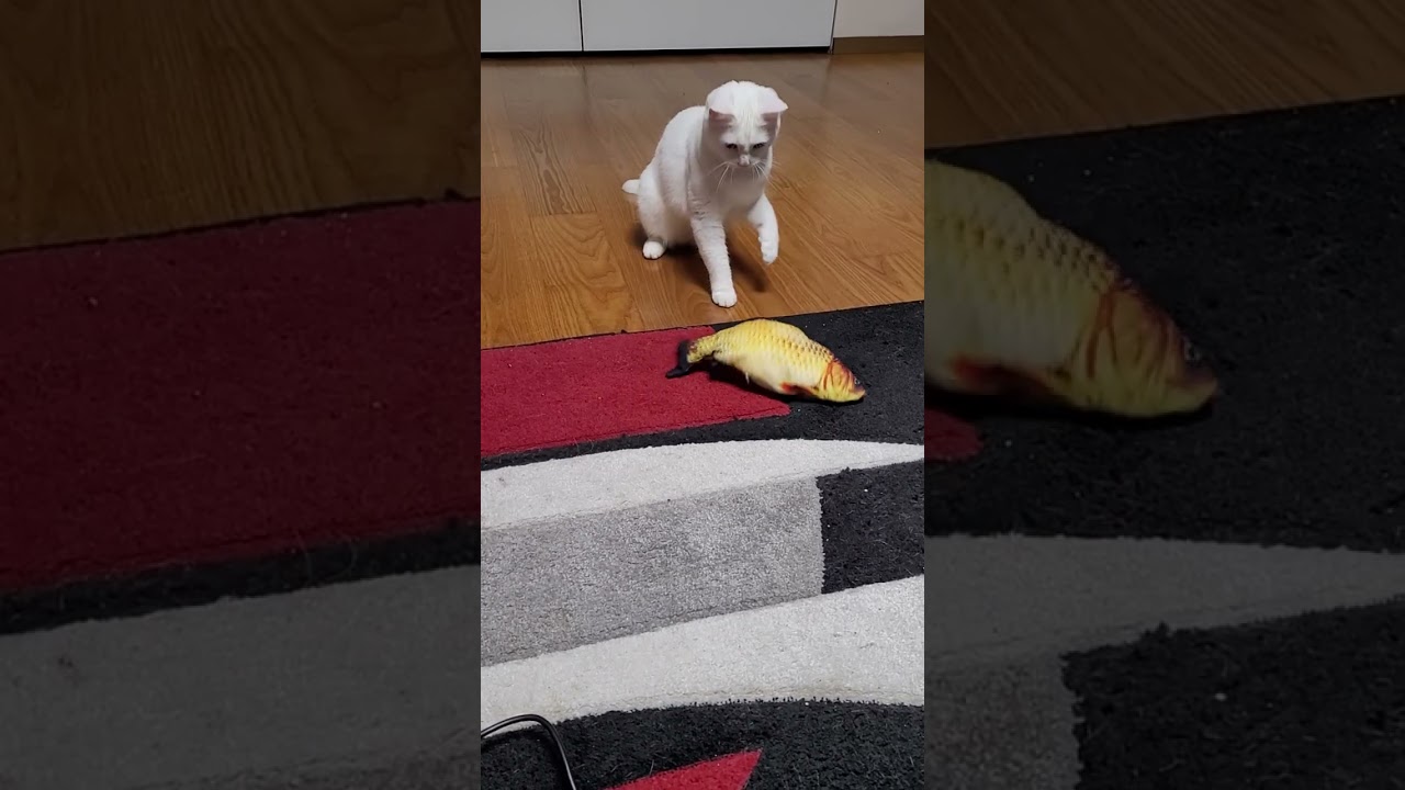 cat & fish 