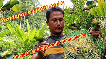 MENJEBAK BURUNG SERINDIT di HUTAN PISANG ANGKER