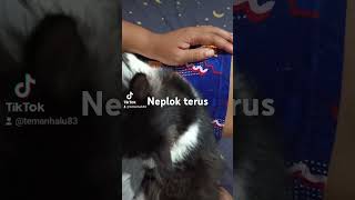 Enek Bocah Kok Neplok Terus