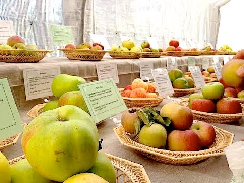 Video: Hur Känner Man Igen äppelsorten Med äpple? 14 Foton Hur Man Identifierar Utseendet Och Känner Igen Med Massa? Skillnader På Andra Sätt