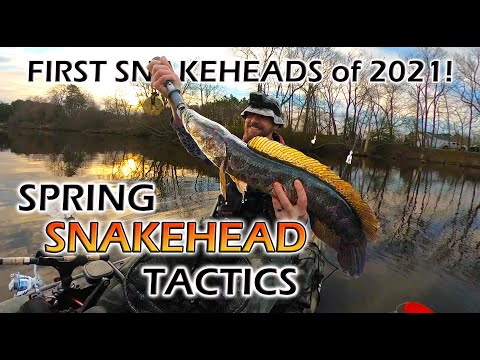 13+ Pound Snakehead on the BEST Spring Time Lure: Wade Fishing Prespawn  HUNGRY Snakeheads 