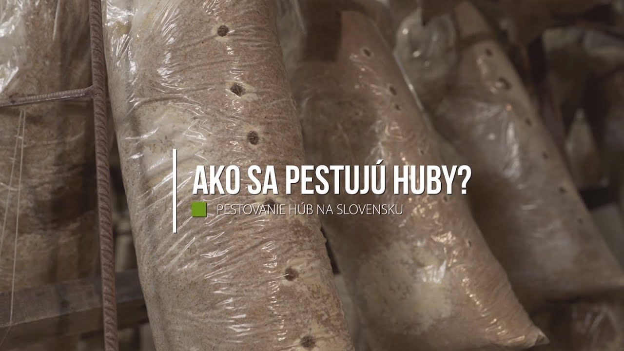 Ako sa pestujú huby? | Pestovanie húb na Slovensku