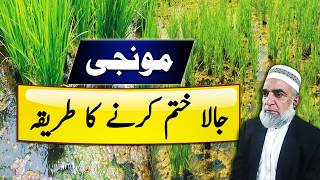 How to manage Jala (Spirogyra algae) in Rice || Crop Reformer