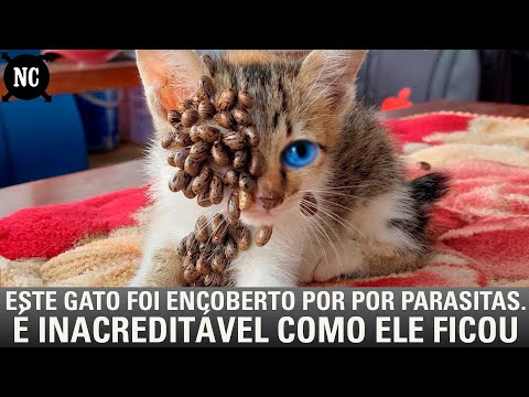 Vídeo: Um Estudo De Campo Controlado E Randomizado Para Avaliar A Eficácia E A Segurança Do Lotilaner (Credelio ™) No Controle De Carrapatos Em Gatos De Propriedade De Clientes Na Europa