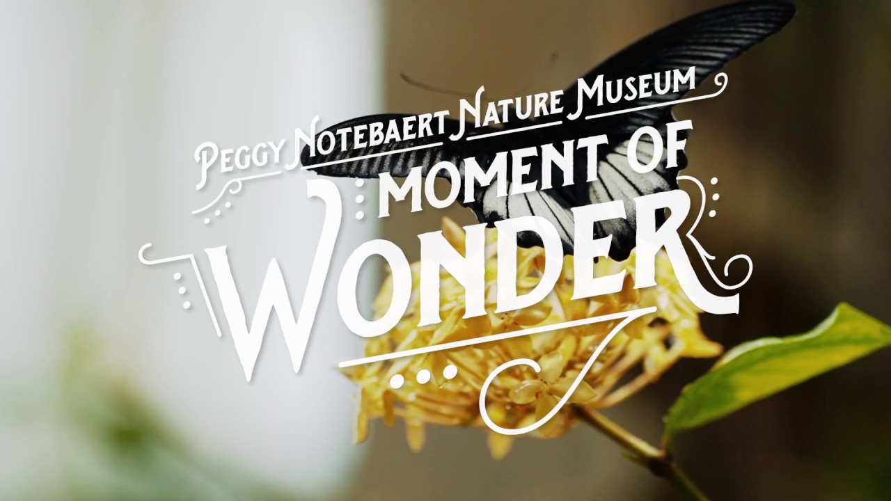 Moment of Wonder #3