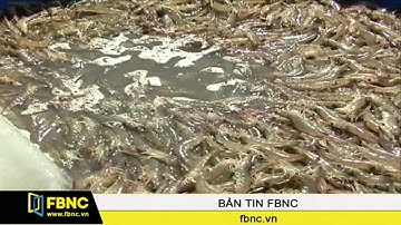 Xuất khẩu tôm tăng mạnh gần 60%