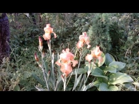 Мои ирисы и