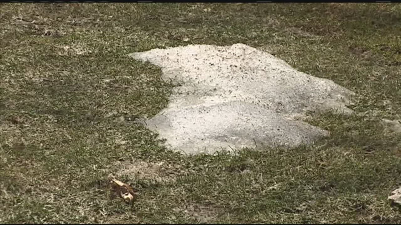 Fixing lawns damaged by winter weather