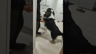 散歩楽しいよね〰! #ラフコリー #大型犬 #いぬのいる生活