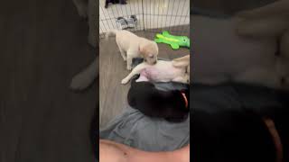 Puppy Fight! #retrieverridge #puppy #shorts
