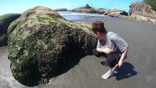 Our first Tide pools, Kalaloch Beach #4, Olympic National Park's, Washington #rvlife