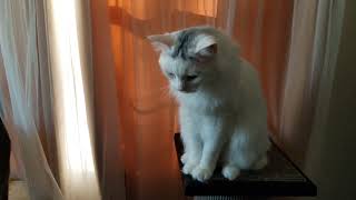 Cats Crying and Being Cute for Extra Treats by Mighty Funny Cats 626 views 1 year ago 1 minute, 18 seconds