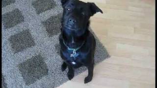 Yoshi Playing Around