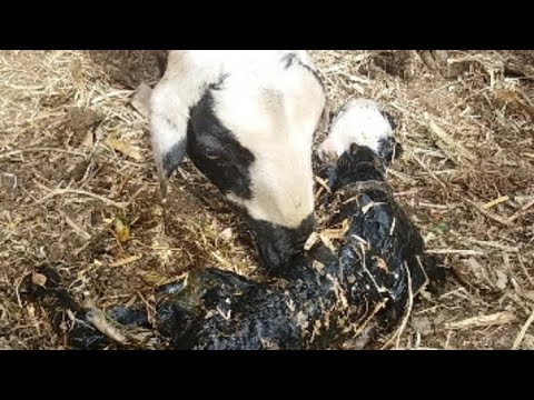 علامات واعراض الولاده عند الغنم ومده الحمل