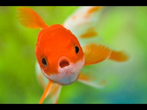 ショッキング 金魚は英語でgoldfishだけど Youtube