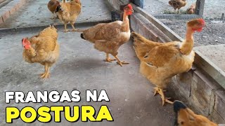 Franguinhas Chegando Na Idade Da Postura