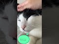 【#shorts】気持ちいいにゃ😸 〜feels good〜