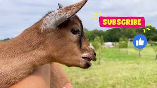 Best of goats by Collie Rough, Dutch goat and rabbit 922 views 1 year ago 3 minutes, 7 seconds