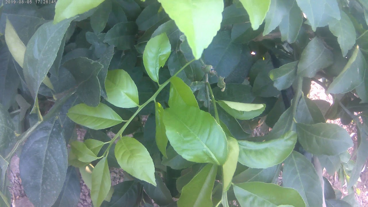 Mayer (erkenci) limon v narenciyede obur Gelişimi ve Budaması