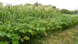 GROWING BLUE HOPI CORN AT HEAVENLY HARVEST FARM