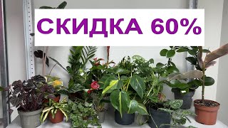 🌸 СКИДКА 60% на ОРХИДЕИ и КОМНАТНЫЕ РАСТЕНИЯ! 31.10.23 Купить орхидею