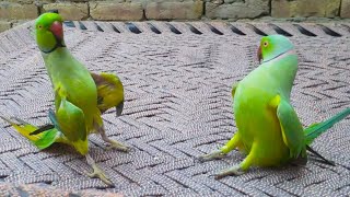 Cutest Combination Of Ringneck Talking And Dancing Parrots || Tiger And Mitthu So Amazing Friends