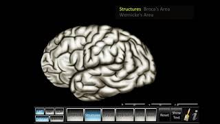 Cerebrum ID