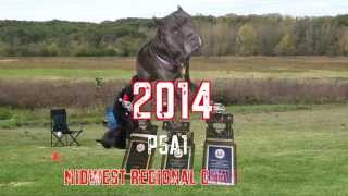 Psa K9 Midwest Regionals 2014, Brutus Protection