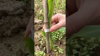 Фиксаторы Для Садовых Растений С Aliexpress.